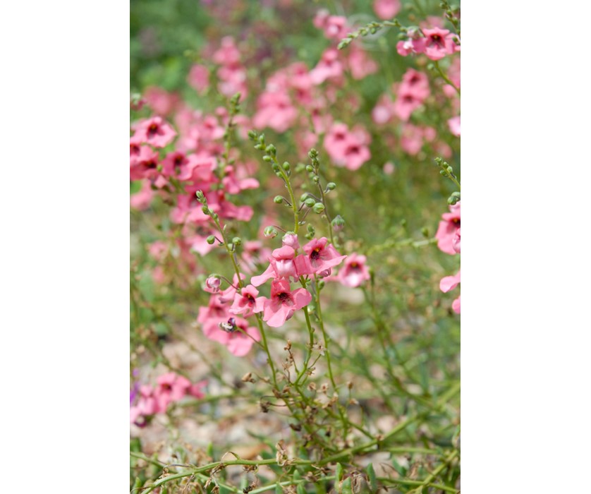 Coral Canyon Twinspur